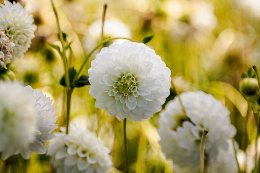 Dahlia 'Petra’s Wedding'